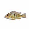 Geophagus sp. Red Tapajo