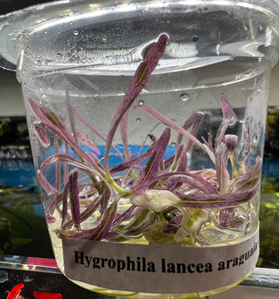 Hygrophila Lancea Araguaia Chai