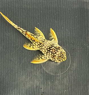 L14 Pleco (SUNSHINE SAO FELIX) 2”