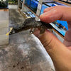 L81 Pleco (GOLD NUGGET FINE SPOT) 2”