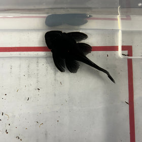 L239 Pleco (BLUE PANAQUE) 2.5-3.5"