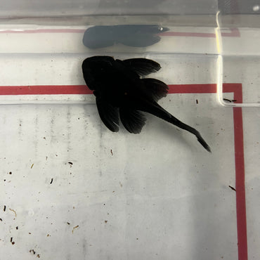 L239 Pleco (BLUE PANAQUE) 2.5-3.5