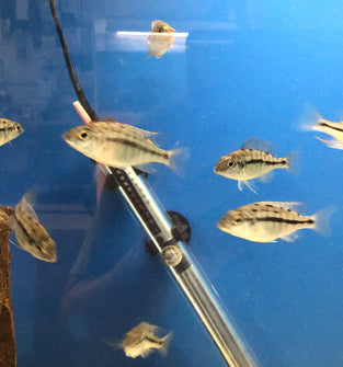 Red Empress Male 2”