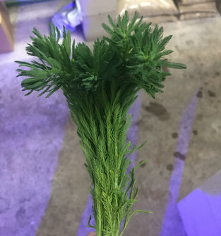 Parrot's Feather - Potted/Lead Bunch