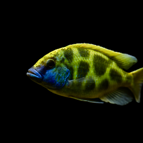 Nimbochromis Venustus