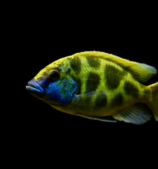 Nimbochromis Venustus