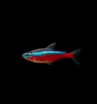 Cardinal Tetra