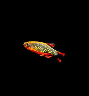 Celestial Pearl Danio (Galaxy Rasbora)
