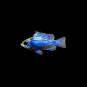 Electric Blue Ram