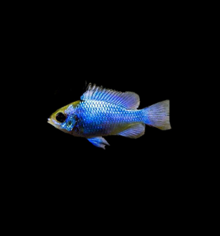Electric Blue Ram
