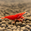 Fire Red Shrimp