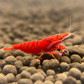 Fire Red Shrimp