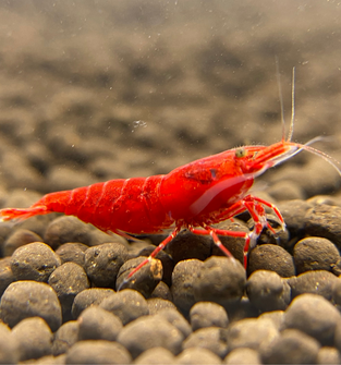 Fire Red Shrimp