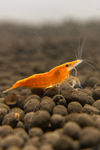 Orange Sunkist Shrimp