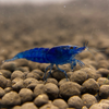 Blue Dream Shrimp