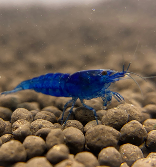 Blue Dream Shrimp