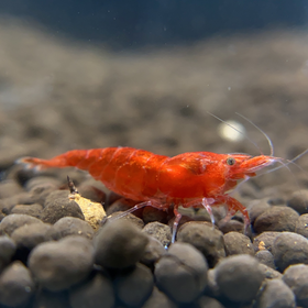 Cherry Shrimp
