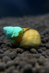 Japanese Trapdoor Snails