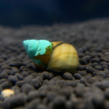 Japanese Trapdoor Snails