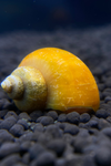 Gold Mystery Snail