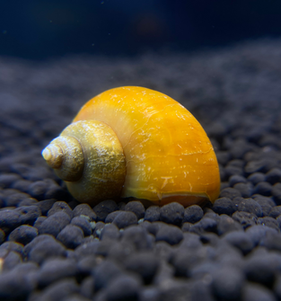 Gold Mystery Snail