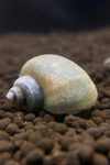 Blue Mystery Snail