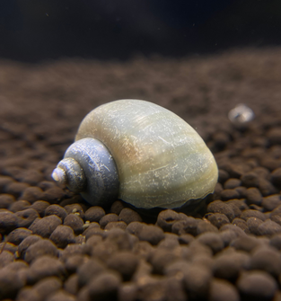 Blue Mystery Snail