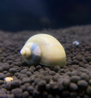 Ivory Mystery Snail
