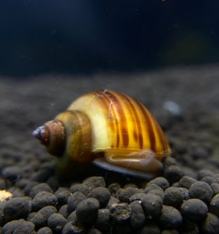 Magenta Mystery Snail