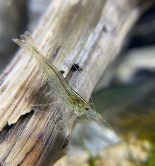 Amano Shrimp