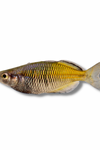 Bosemani Rainbowfish