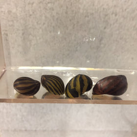 Zebra Nerite Snails