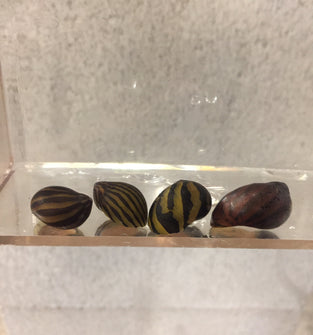 Zebra Nerite Snails