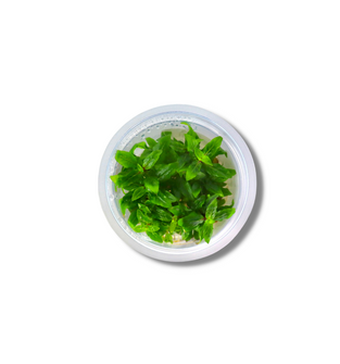 Staurogyne Repens - Tissue Culture