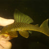 L200 Green Phantom Pleco