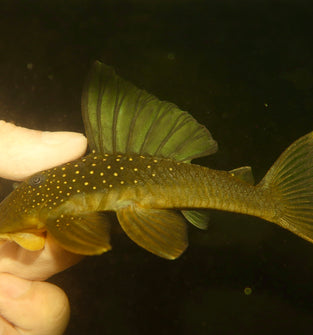L200 Green Phantom Pleco