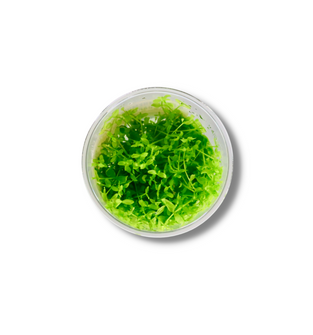 Monte Carlo - Tissue Culture