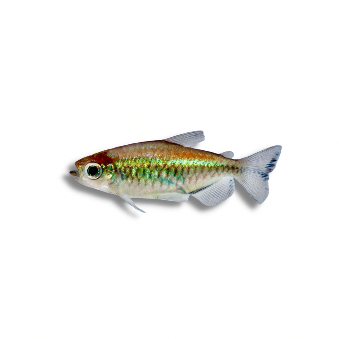 Congo tetra deals