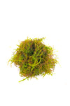 Java Moss