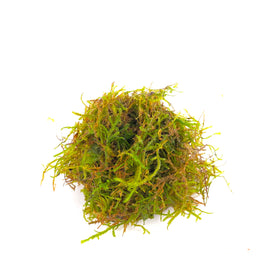 Java Moss