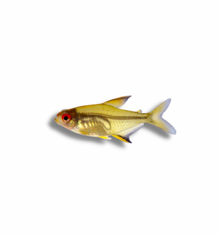 Lemon Tetra