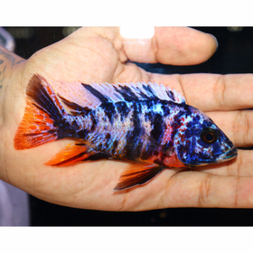 Uncle Wuddy Platinum OB 4” Male