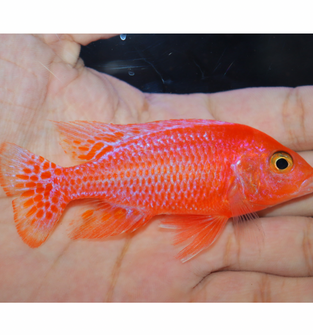 Uncle Wuddy Pink Dragon 4” Male