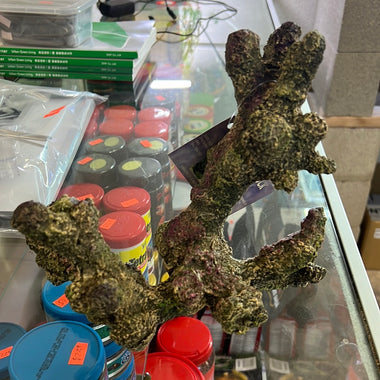 Tonga Branch 9"X8"X6" - 757