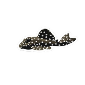 Snowball Pleco Sticker