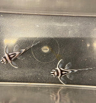 L46 Zebra Pleco (Pre Order only. Ready in 10-21 days)