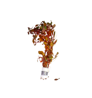 Ludwigia Natans ‘Super Red’