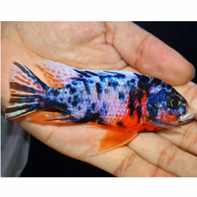 Uncle Wuddy Platinum OB 4” Male