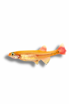 Gold White Cloud Minnow