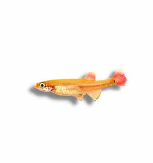 Gold White Cloud Minnow